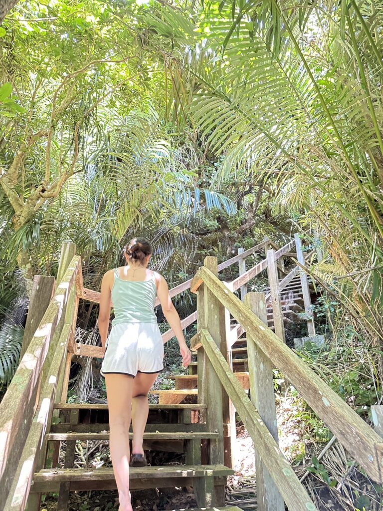 宮古島　大神島　ヤシの木